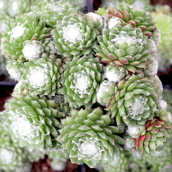 Sempervivum arachnoideum ssp. tomentosum 'Stansfieldii' - Mountain ...