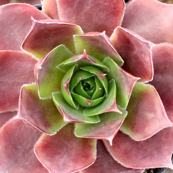 Sempervivum Lowe S 60 Mountain Crest Gardens