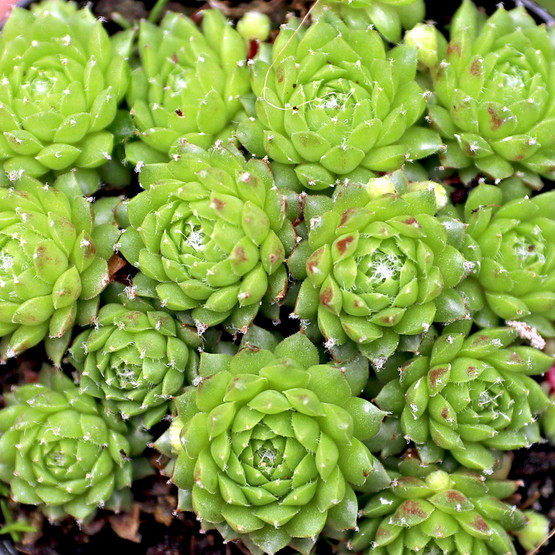 Sempervivum 'Pixie' - Mountain Crest Gardens