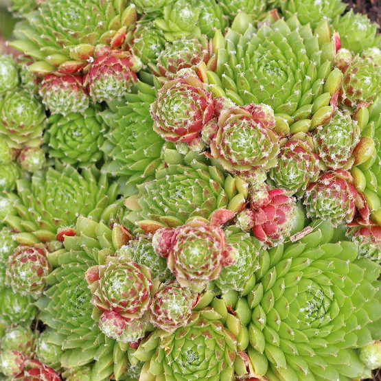 Sempervivum 'Pixie' - Mountain Crest Gardens