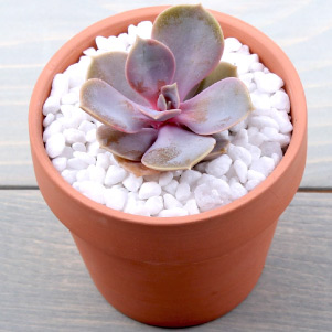 Pots