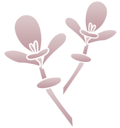 Sedum