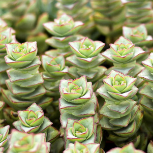 Crassula & Jade
