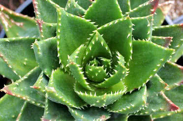 Aloe