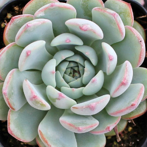 Echeveria