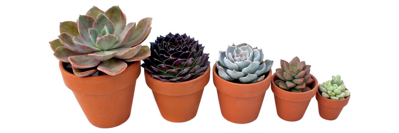 Several succulents in pots of various sizes