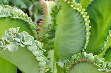 Kalanchoe