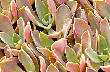 Echeveria Hybrids