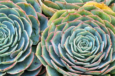Echeveria
