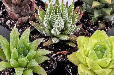 Haworthia