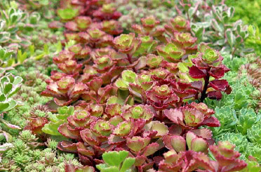 Sedum (Stonecrop)
