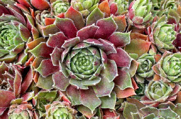 Sempervivum (Hens and Chicks)