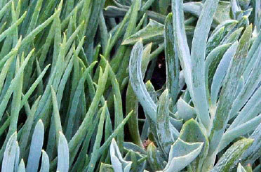 Senecio