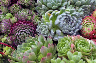 Rosularia