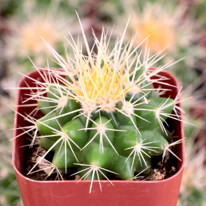 Cactus