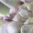 Pests and Diseases
