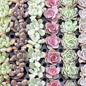Wholesale