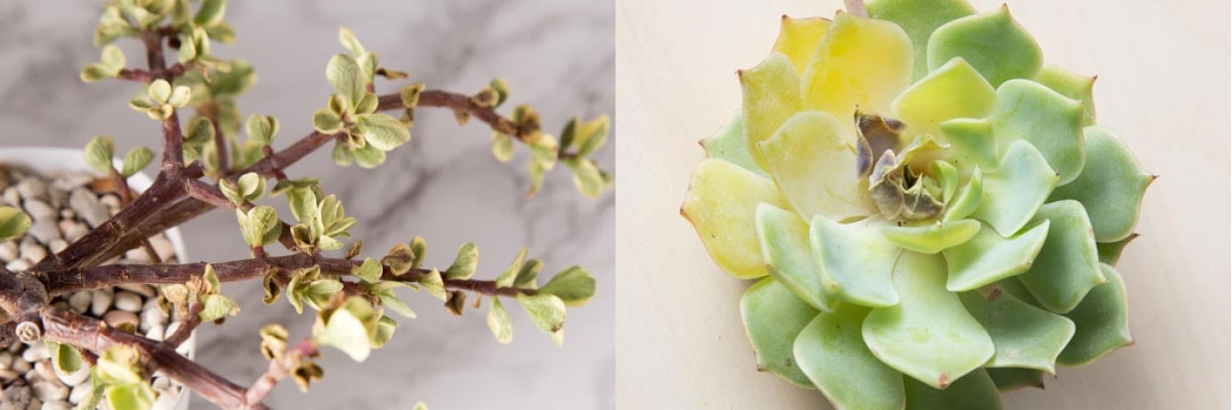 Left shows underwatering for a Portulacaria. Right shows overwatering for an Echeveria.