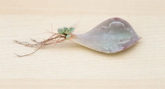 Leaf Propagation