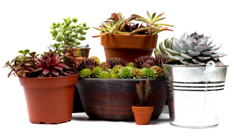 Various potted plants