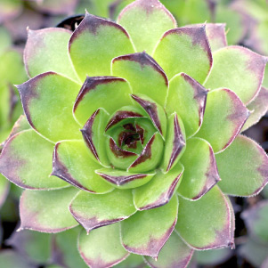 Sempervivum