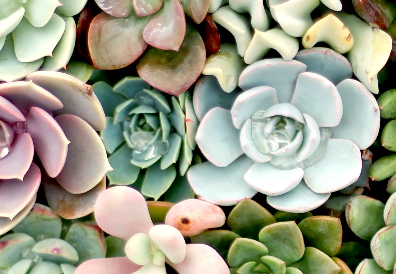 Close up of assorted succulents