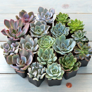Succulent sets