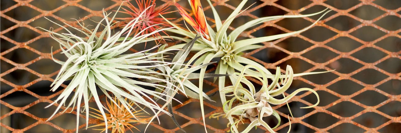 Tillandsias - Air Plants