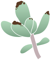 Potting soil on leaves