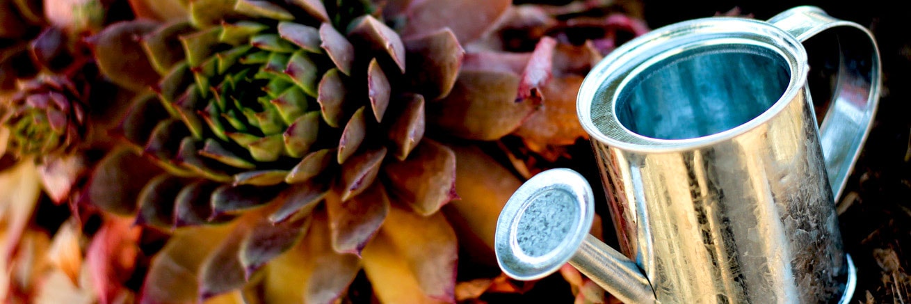 Succulents in pots with a watering can