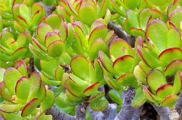 Crassula
