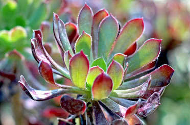 Aeonium