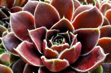 Sempervivum heuffelii
