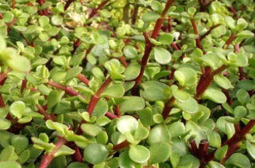 Portulacaria