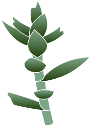 Numerous broken or missing leaves
