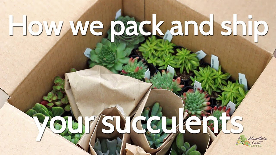 How we pack and ship your succulents