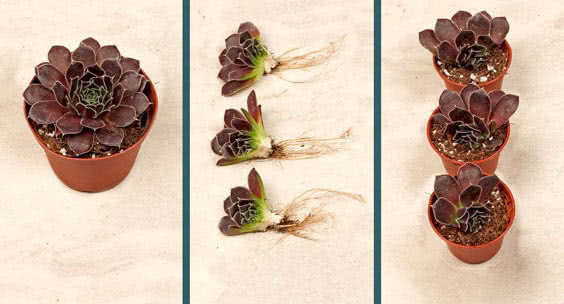 Sempervivum heuffelii