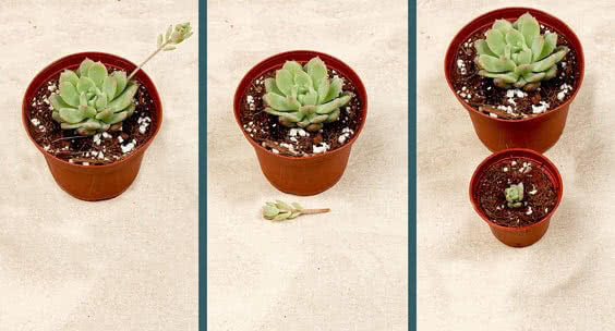 Sedums and Soft Succulents