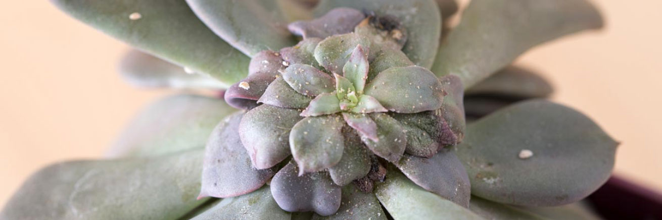Diseased succulent
