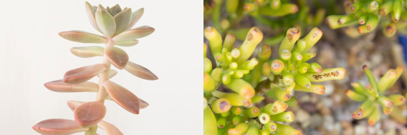 Left shows stretching on an Echeveria hybrid from insufficient light. Right shows sunburn on a Jade Plant from too much direct sun.