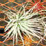 Air Plants - Tillandsias