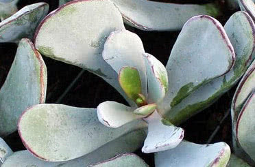 Cotyledon