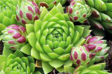 Sempervivum globiferum ssp. hirtum (Rollers)
