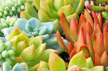 Tender Sedums