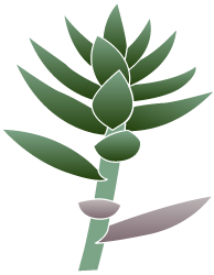 A couple of broken, missing, or wilted leaves, as long as 10 or more healthy leaves remain intact