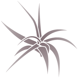Tillandsia Air Plants