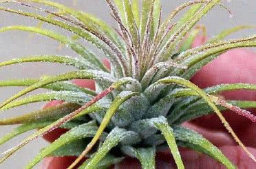 Tillandsia (Air Plants)