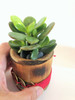 Feng Shui Money Plant