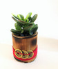 Feng Shui Money Plant