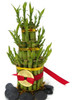 Lucky Bamboo 5 Tier